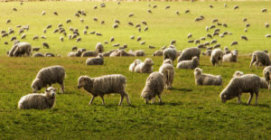 Přečtete si více ze článku Merino vlna